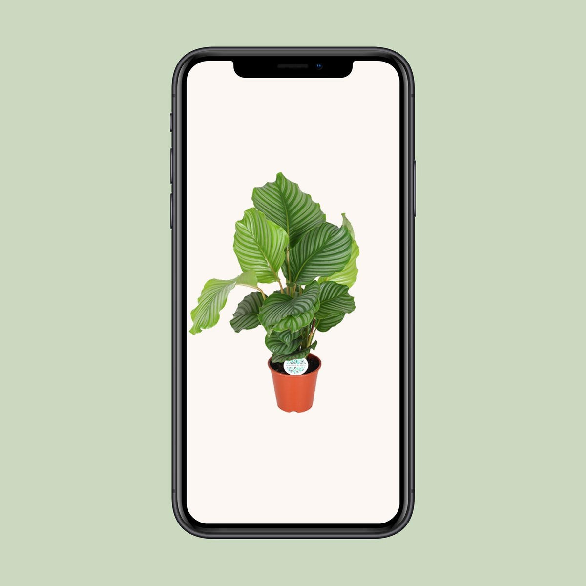 Calathea Orbifolia, groene bladeren