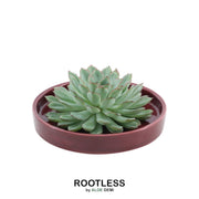 ROOTLESS Succulent Echeveria Pulidonis in schaal &