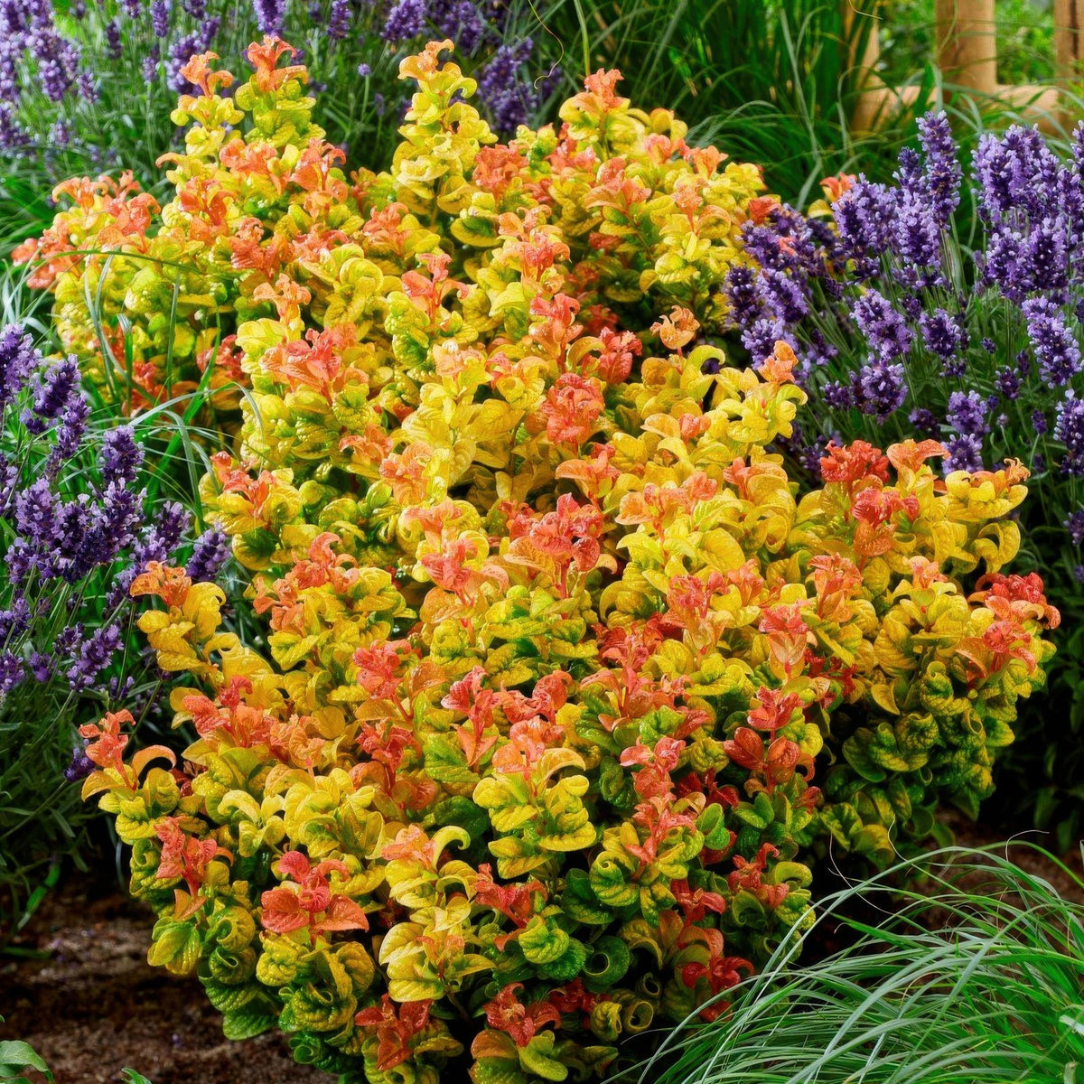 Leucothoe Curly Gold, plant voor binnen