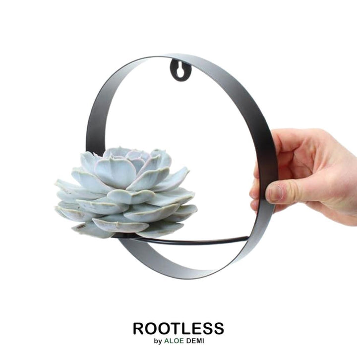Echeveria lilacina zonder wortels op muurstandaard, zwart