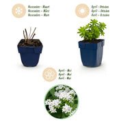 Galium odoratum - Walstro - Bodembedekkend - Wit - 6 Planten