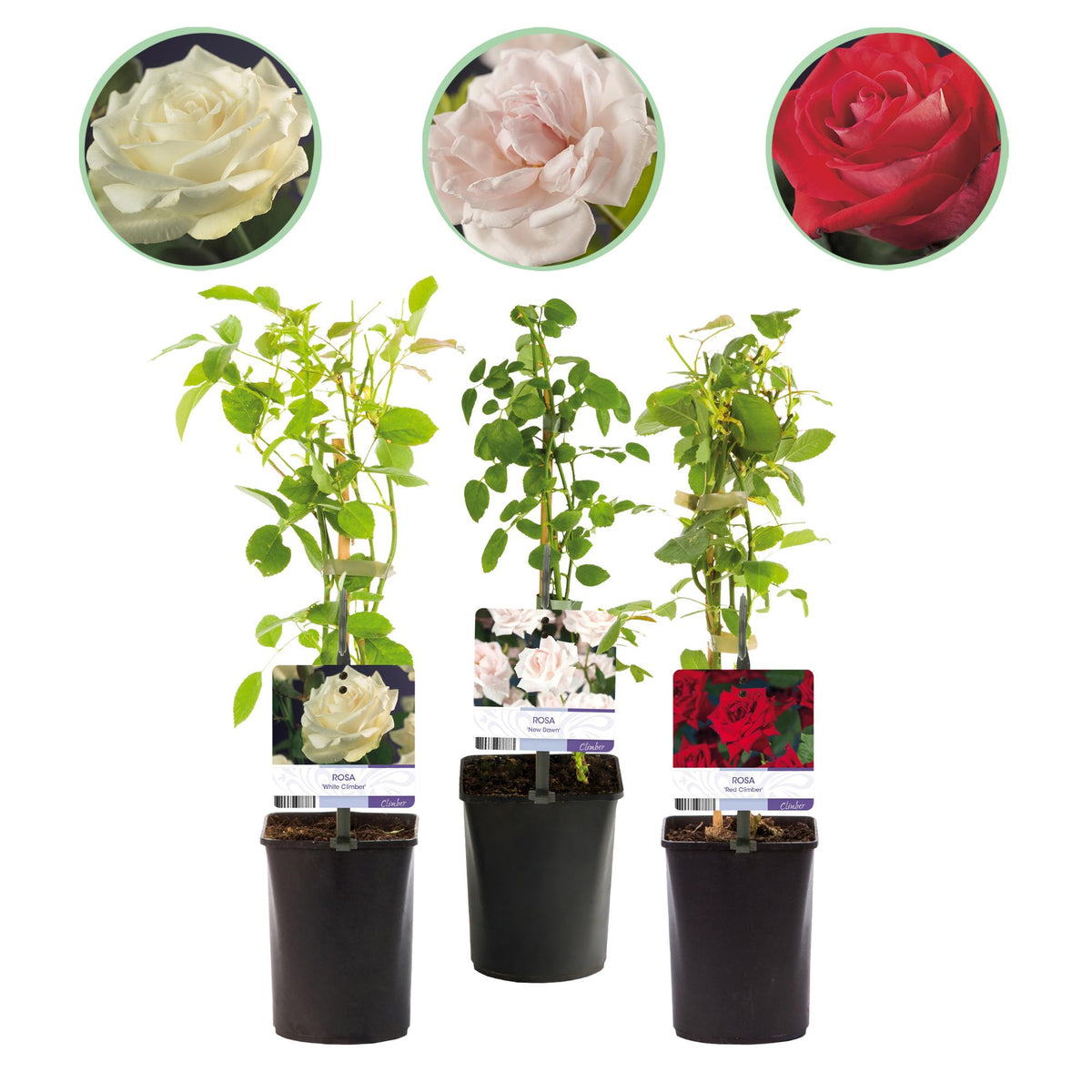 Rosa Tricolour, plant in pot