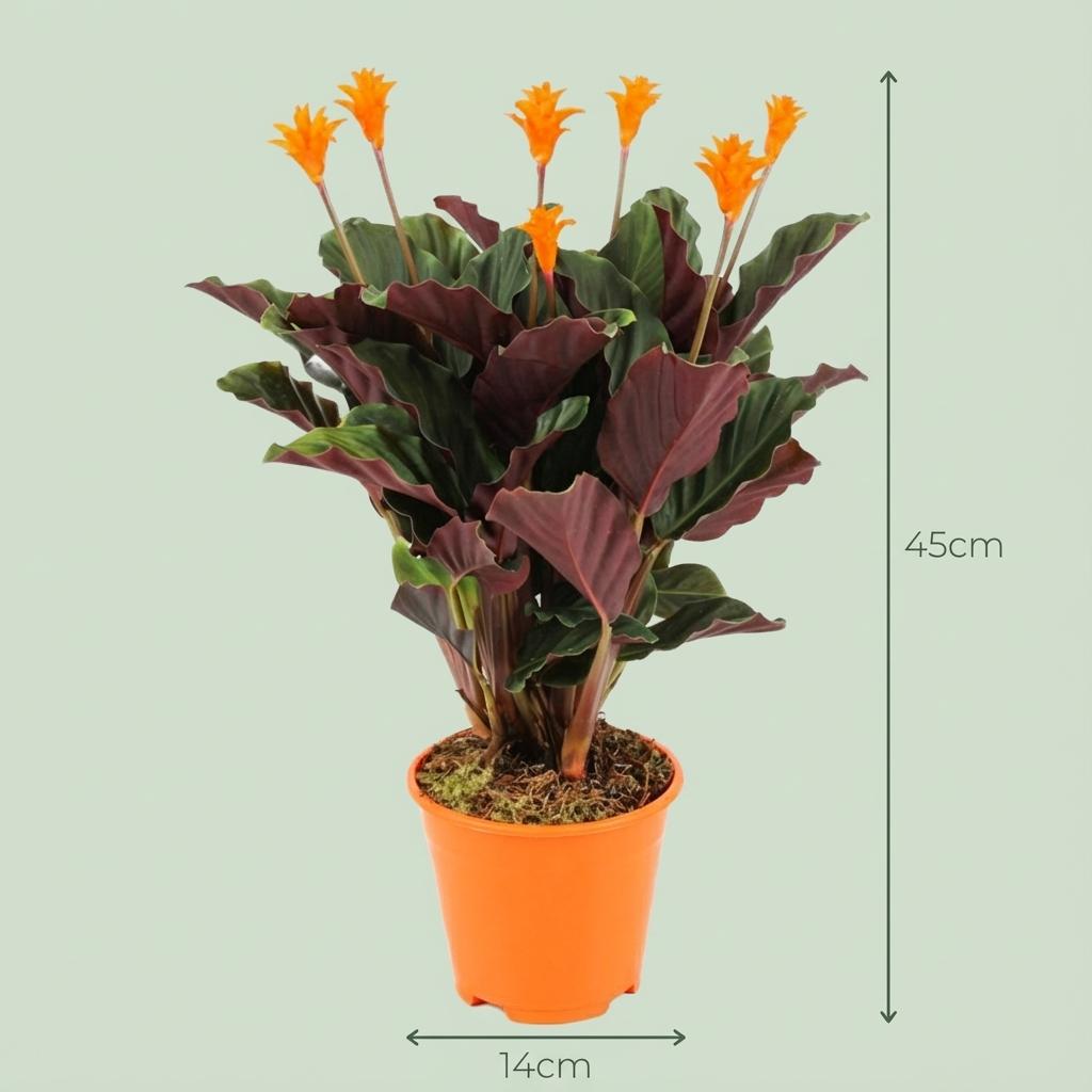 Calathea Crocata, kenmerkend blad