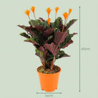 Calathea Crocata, kenmerkend blad