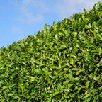 Laurierkers 'Rotundifolia', 15L, 20 stuks voor 10 m haag, detail van het blad