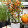 2 x Pyracantha coccinea Sunny Star