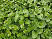 Vinca major &