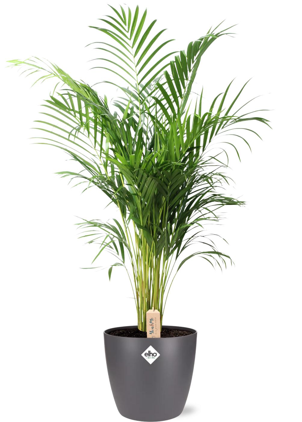 Productfoto van Dypsis Lutescens (Areca)