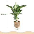 Diefenbachia Tropic Snow, kenmerkend blad