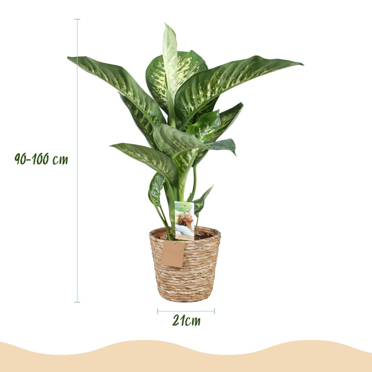 Diefenbachia Tropic Snow, kenmerkend blad