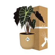 Alocasia Polly in ELHO Vibes Fold geel