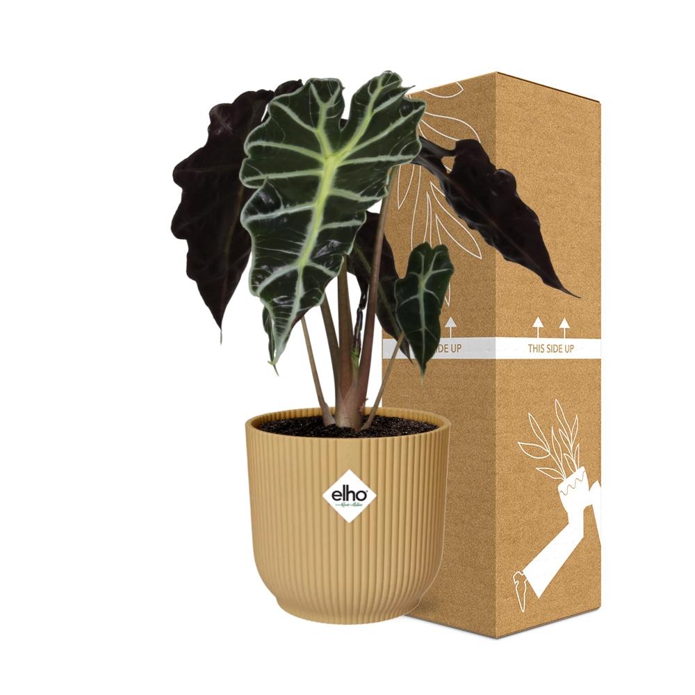 Alocasia Polly in ELHO Vibes Fold geel, kenmerkend blad