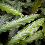 Calathea Rufibarba