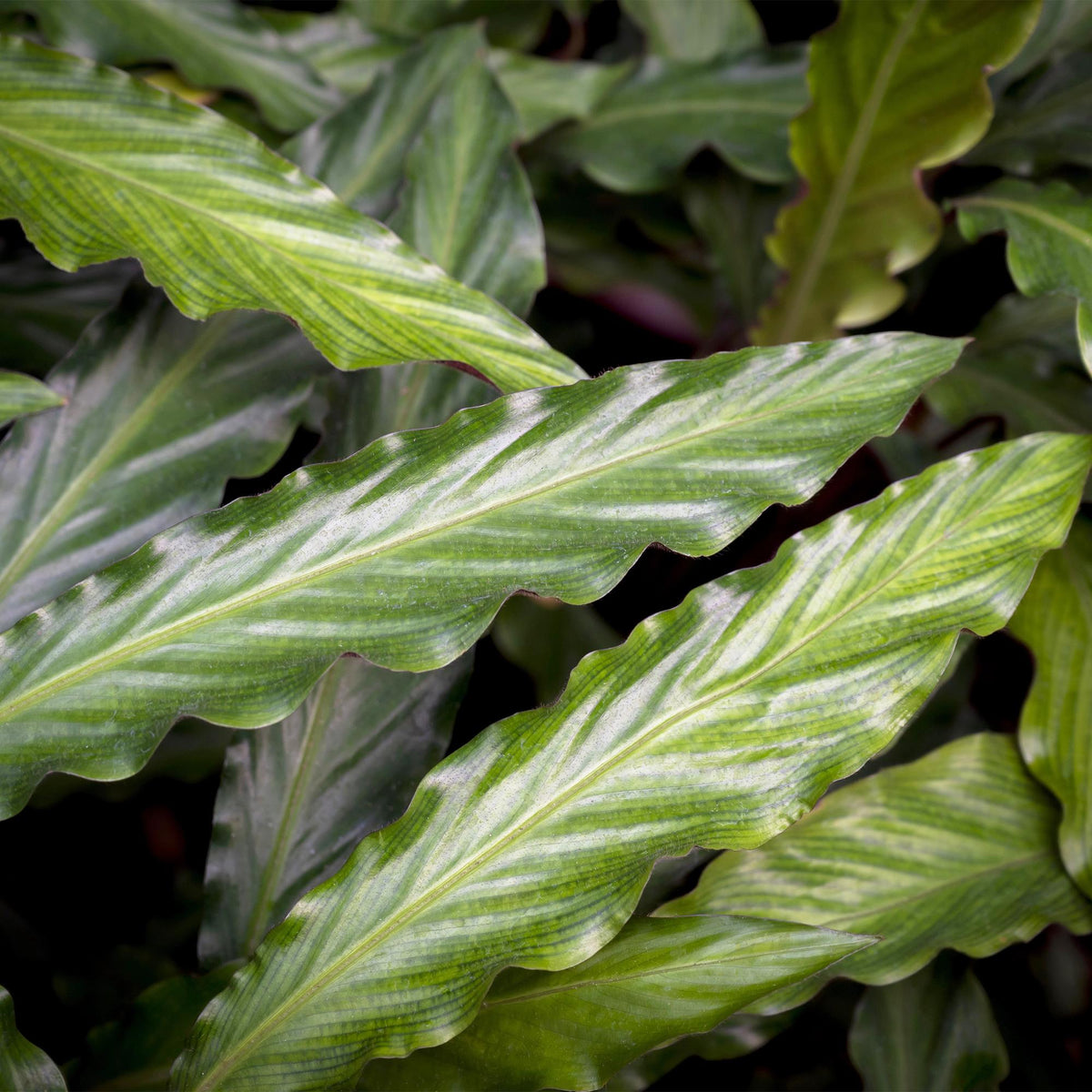 Calathea Rufibarba met mand, kenmerkend blad