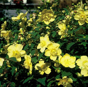 Hypericum &