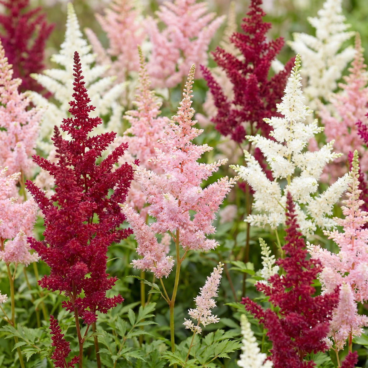 Pluimspirea Tricolour, kenmerkend blad