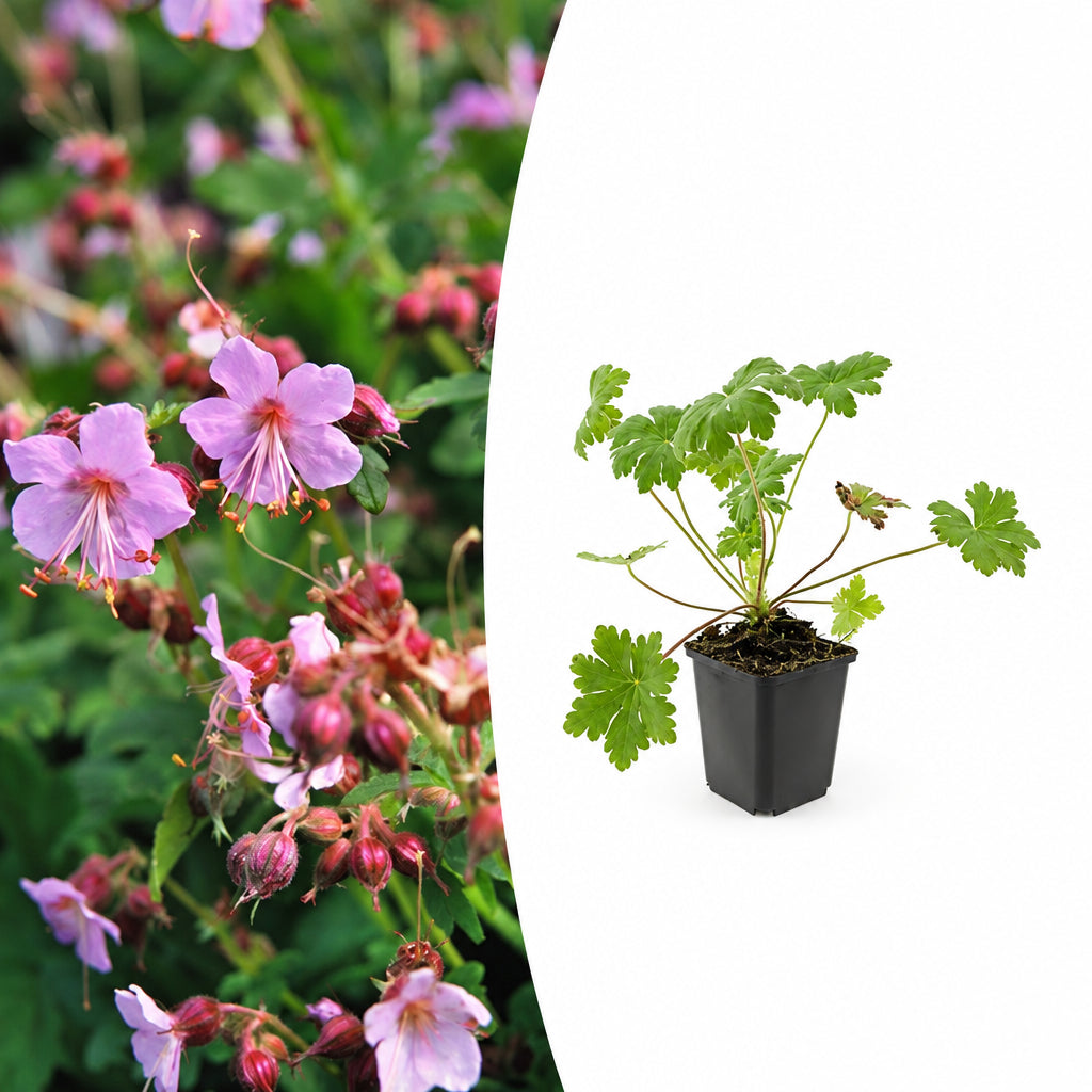 Geranium macr. 'Ingwersen's Var.', plant in pot