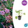 Geranium macr. 'Ingwersen's Var.'