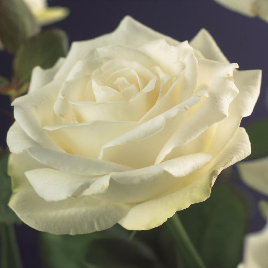 Rosa White Climber, kenmerkend blad