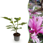 Magnolia Susan, 30 cm hoog, plant in pot