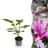 Magnolia Susan