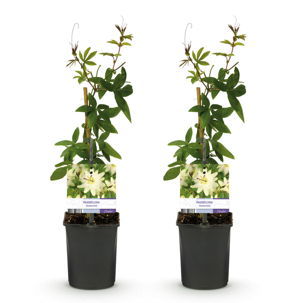 Passiflora Avalanche, plant voor tuin en border