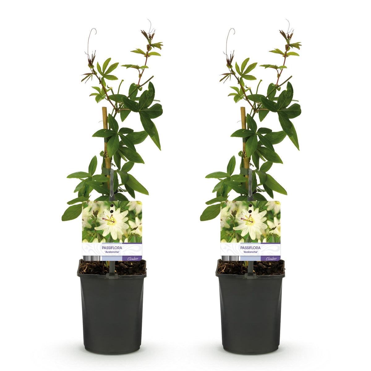 Passiflora Avalanche, plant voor tuin en border