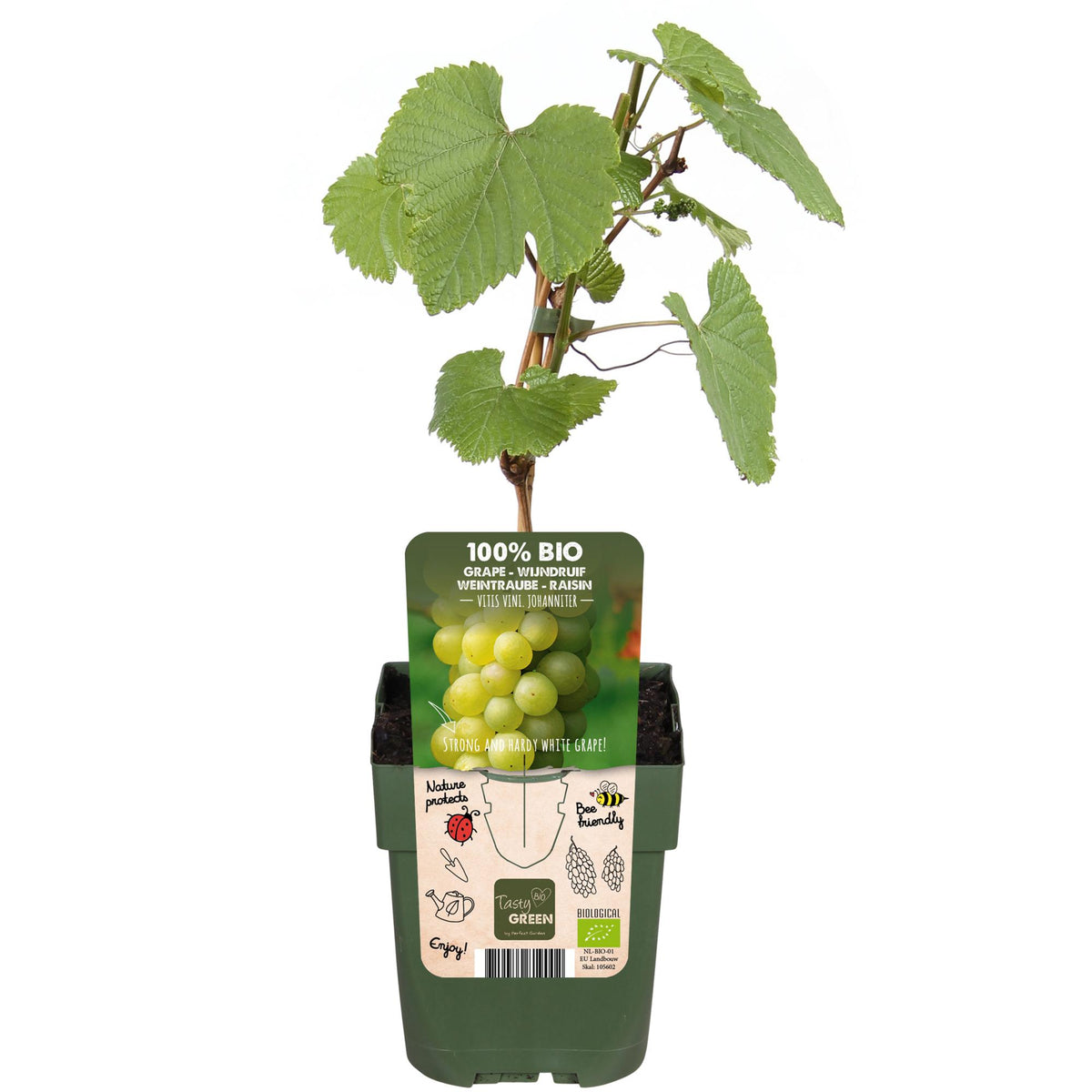 Detailfoto van Vitis vinifera 'Johanniter' - Witte Druif
