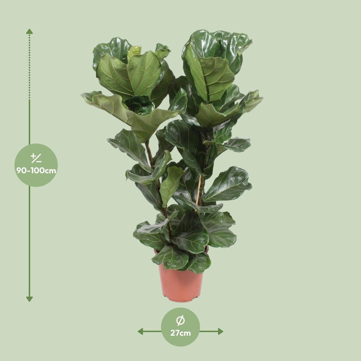 Detailfoto van Ficus Lyrata