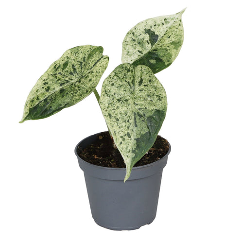 Alocasia 'Dragon Scale Mint Variegata', bont, babyplant, plant in pot