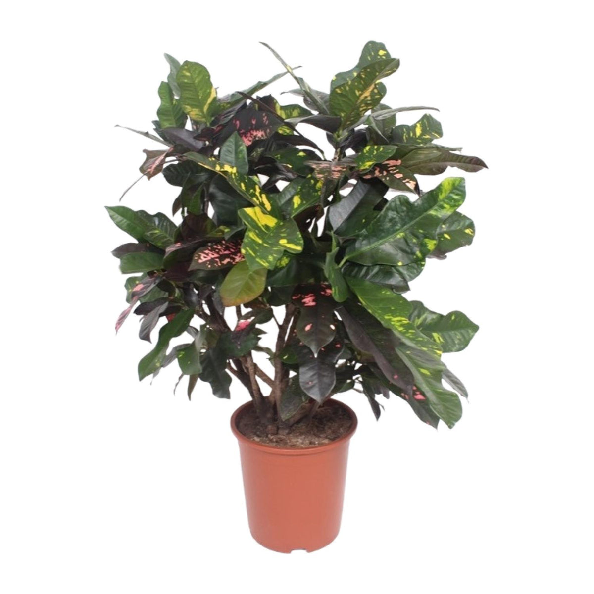 Codiaeum Magnificent (Croton Magnificent), plant in pot