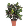 Codiaeum Magnificent (Croton Magnificent)