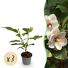 Magnolia sieboldii