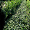 24x Euonymus fortunei radicans