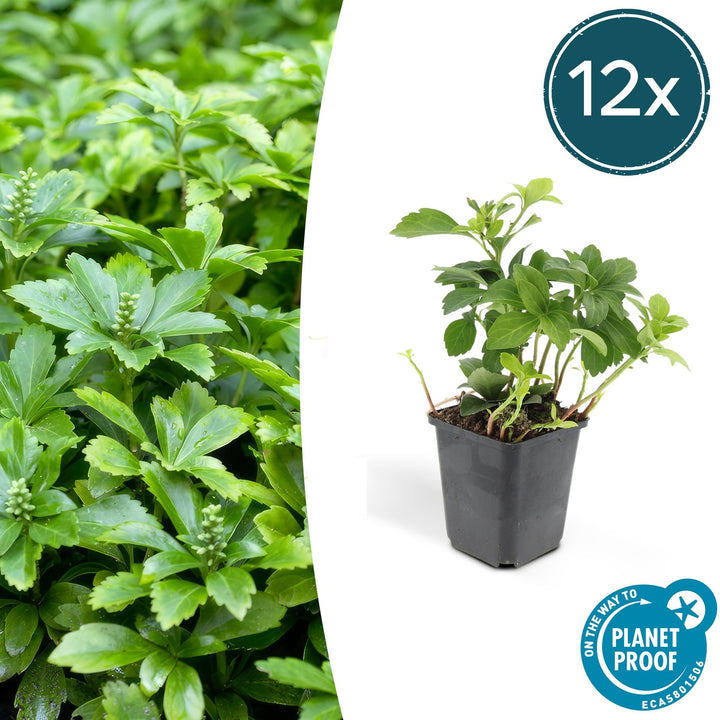 12x Pachysandra term. &