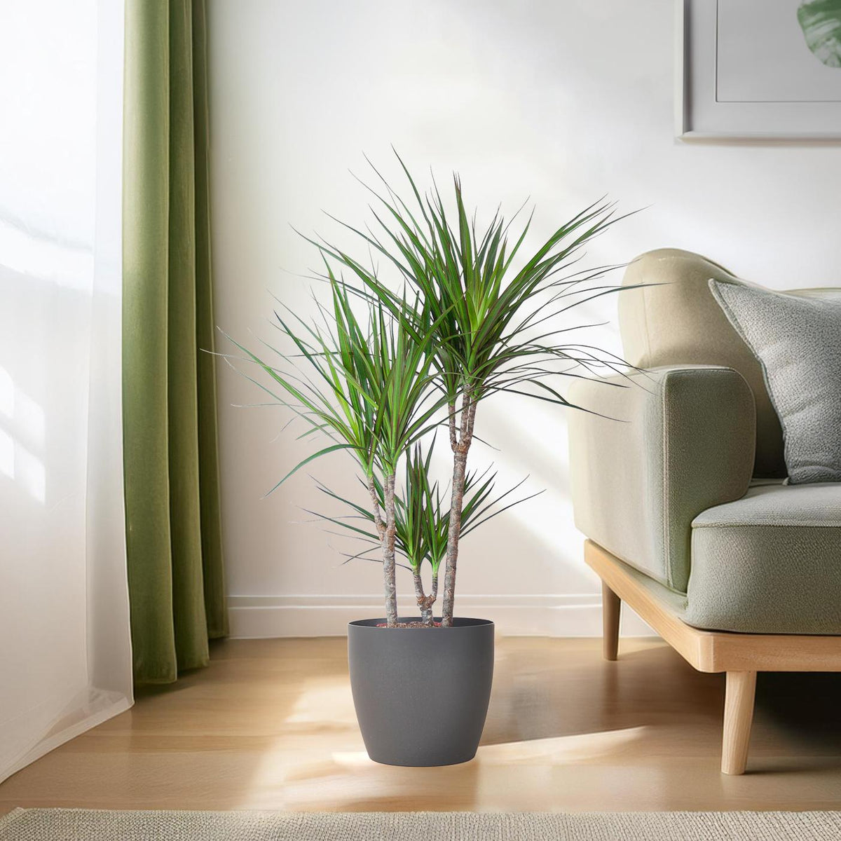 Dracaena Marginata met grijze pot, plant in pot