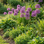 Sierui Allium &
