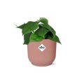 Productfoto van Philodendron Scandens in ELHO Vibes Fold 14cm roze
