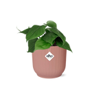 Productfoto van Philodendron Scandens in ELHO Vibes Fold 14cm roze