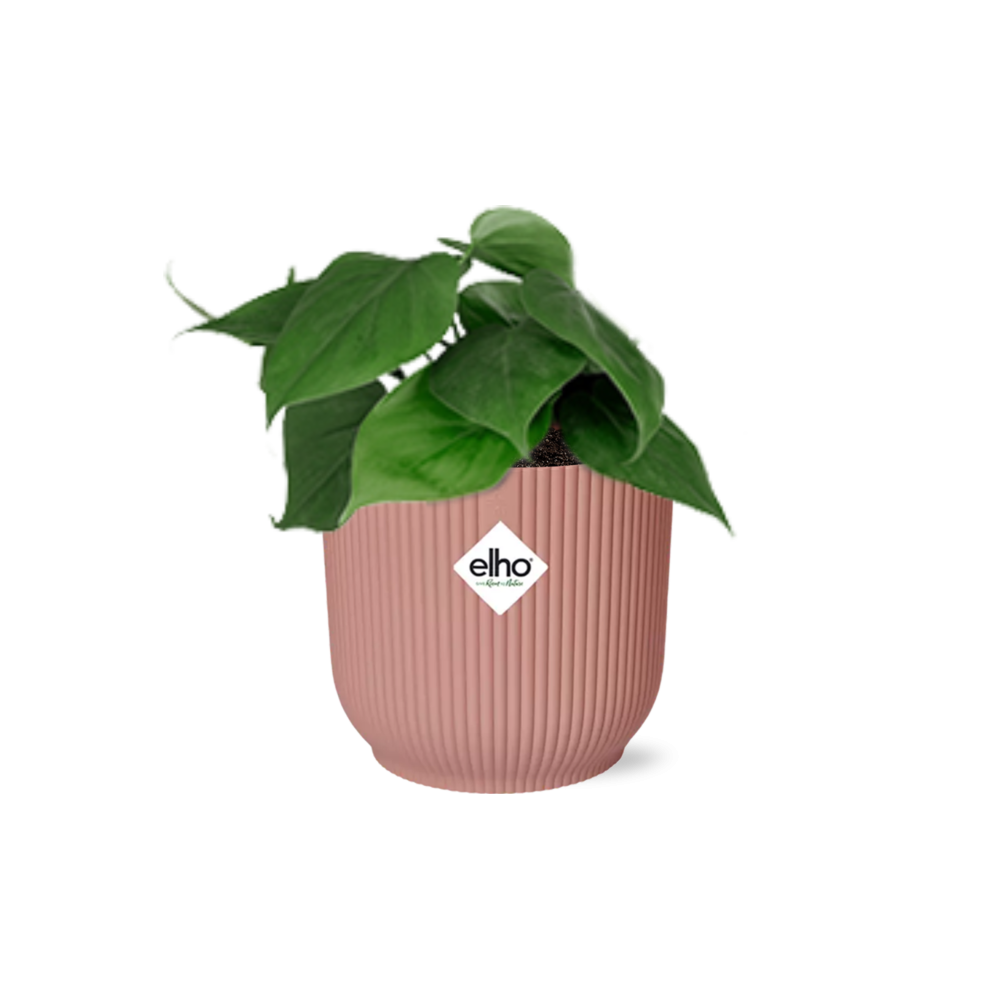 Productfoto van Philodendron Scandens in ELHO Vibes Fold 14cm roze