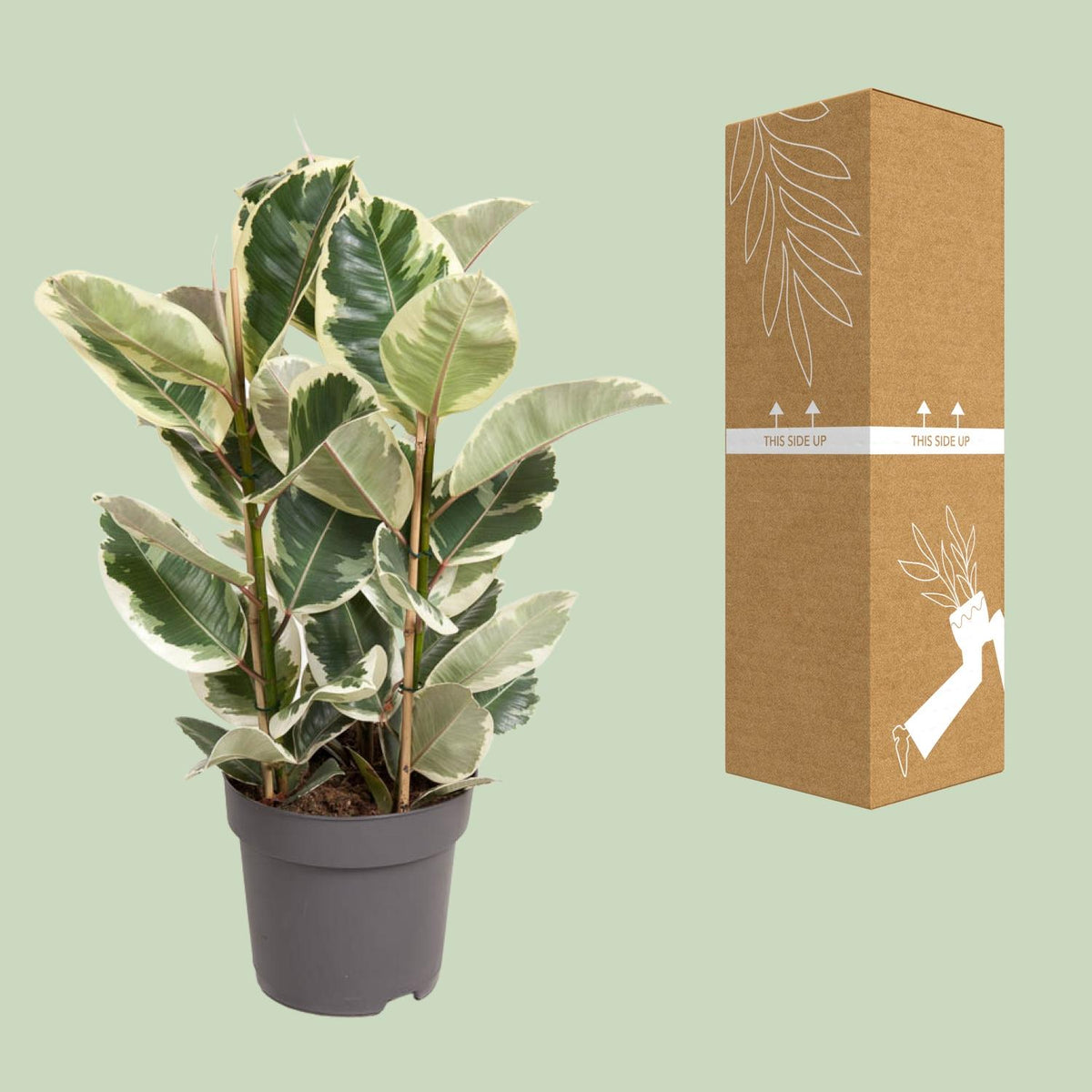 Detailfoto van Ficus Elastica Tineke
