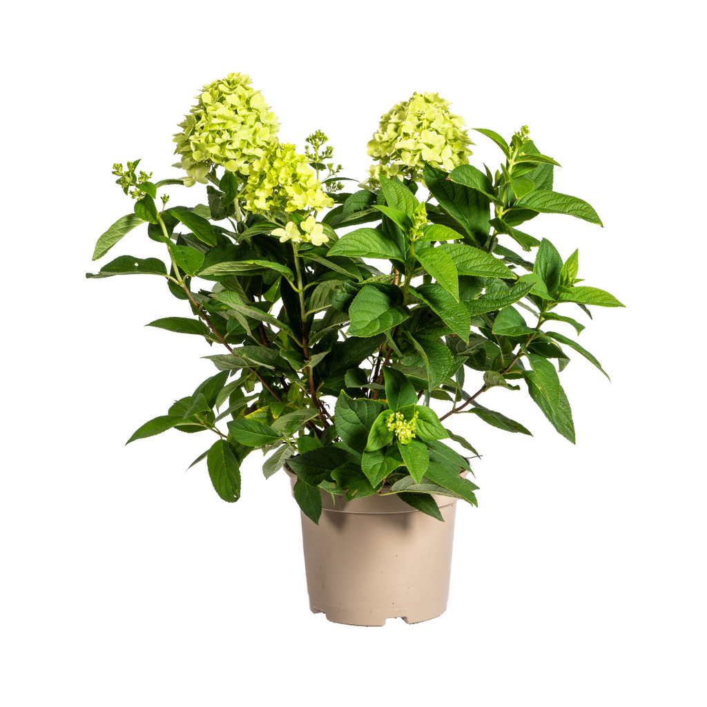 Hydrangea Paniculata Limelight, plant in pot