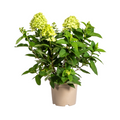 Hydrangea Paniculata Limelight, plant in pot