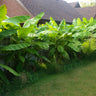 Bananen plant