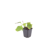 Brunnera macrophylla