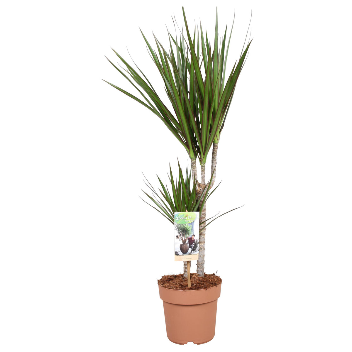 Productafbeelding van Pureplant