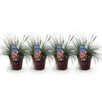 Festuca glauca Intense Blue, 50 cm hoog, detail van het blad