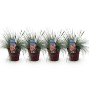 Festuca glauca Intense Blue, 50 cm hoog