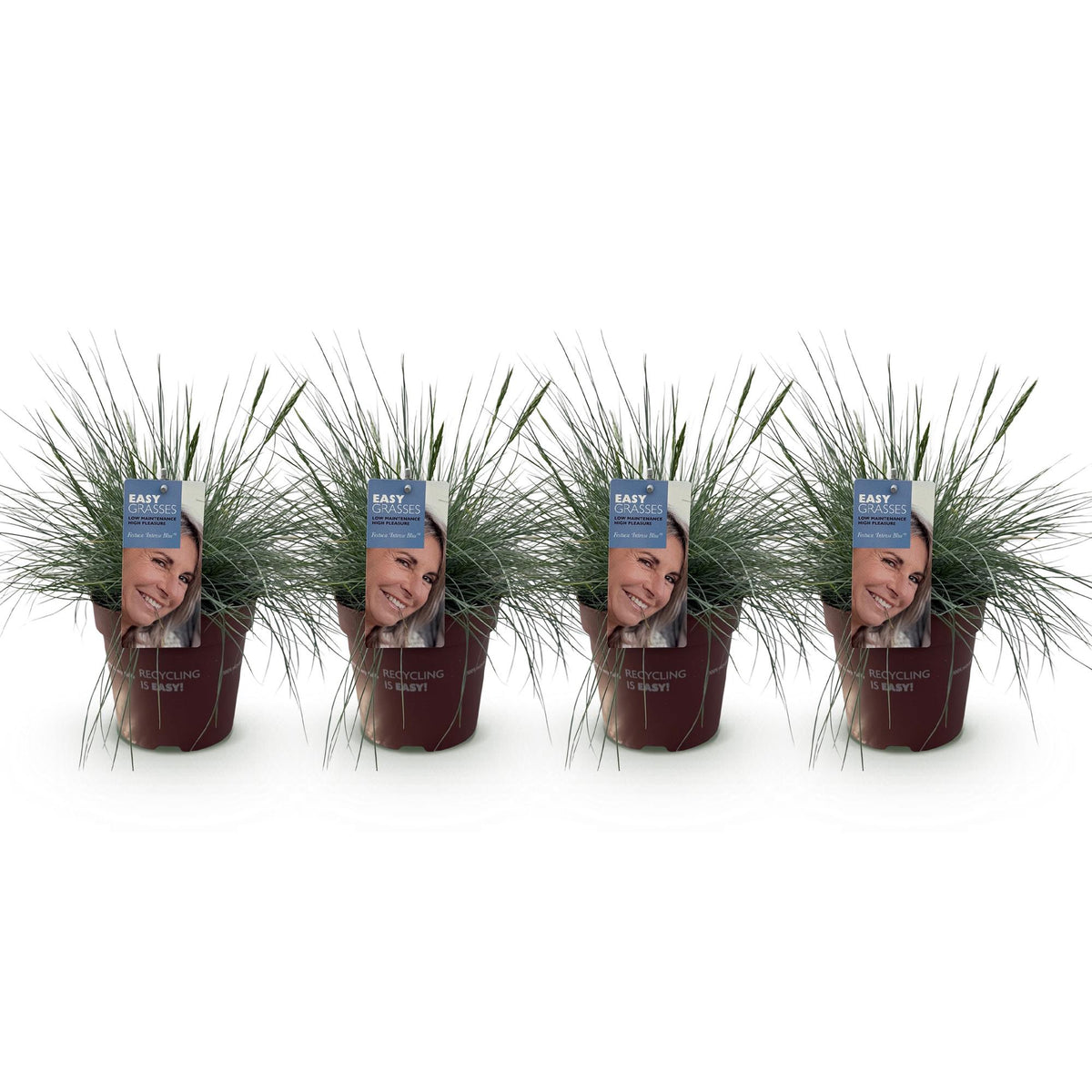Festuca glauca Intense Blue, 50 cm hoog, detail van het blad
