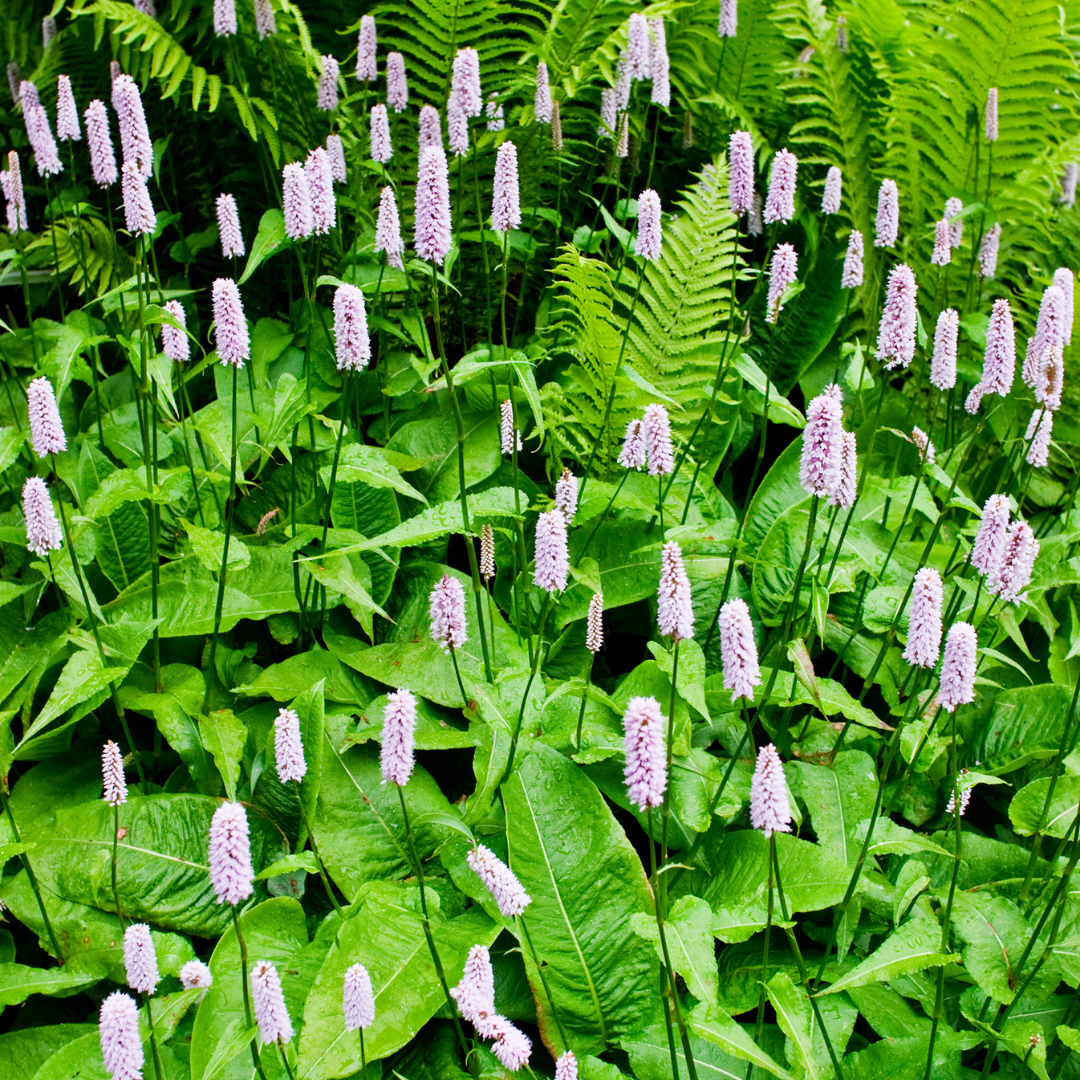 Persicaria a. 'Alba', groene bladeren